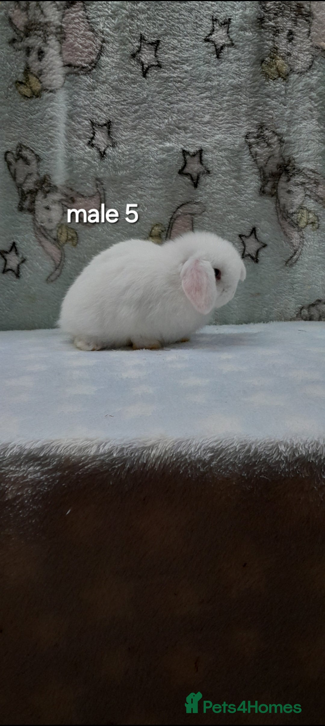 Mini Lop rabbits for sale: Purebred mini lops ready to reserve  - Advert 10