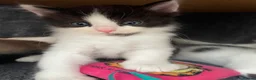 Ragdoll cats for sale: Beautiful cross Ragdoll kittens - Advert 33