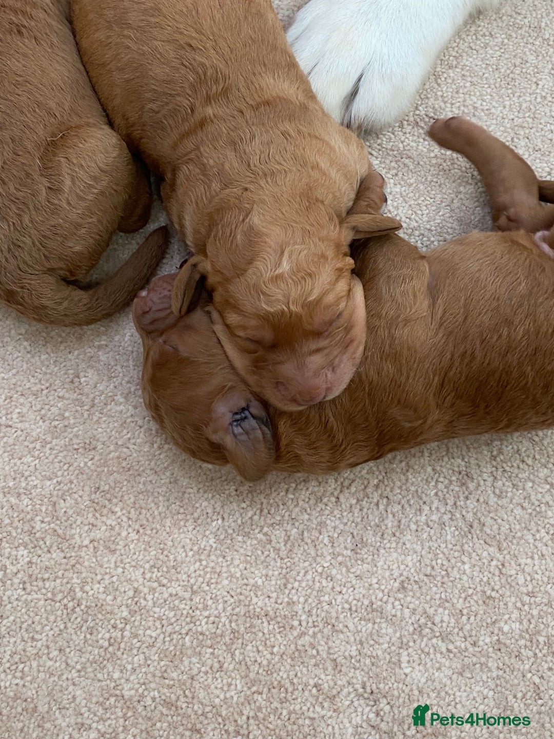 Labradoodle dogs for sale: F1 Red Miniature Labradoodles  - Advert 9