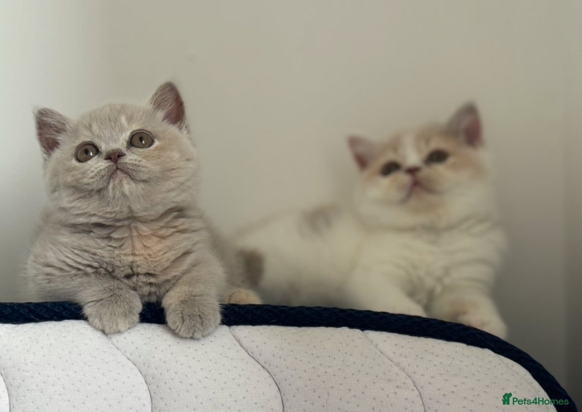 British Shorthair cats for sale: Tica reg Supreme Grand Ch and CH female kittens  - Advert 7