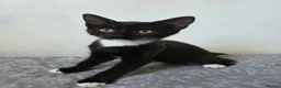 British Shorthair cats for sale: Male and Female British Shorthair Kittens in Evesham - Advert 3