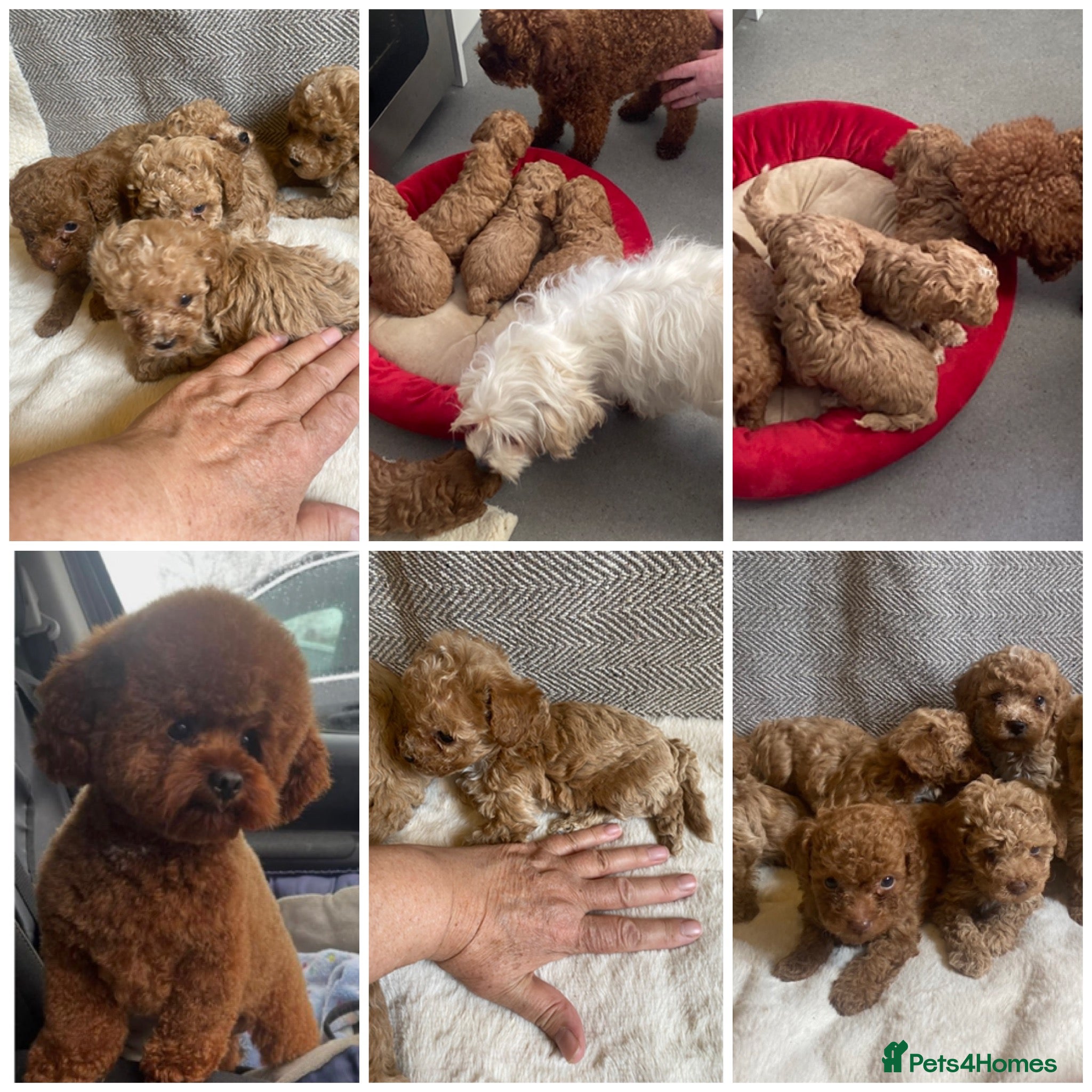 Maltipoo dogs RARE Tiny F1B Asian maltipoo puppies - Advert 13
