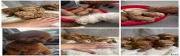 Maltipoo dogs for sale: RARE Tiny F1B Asian maltipoo puppies - Advert 11