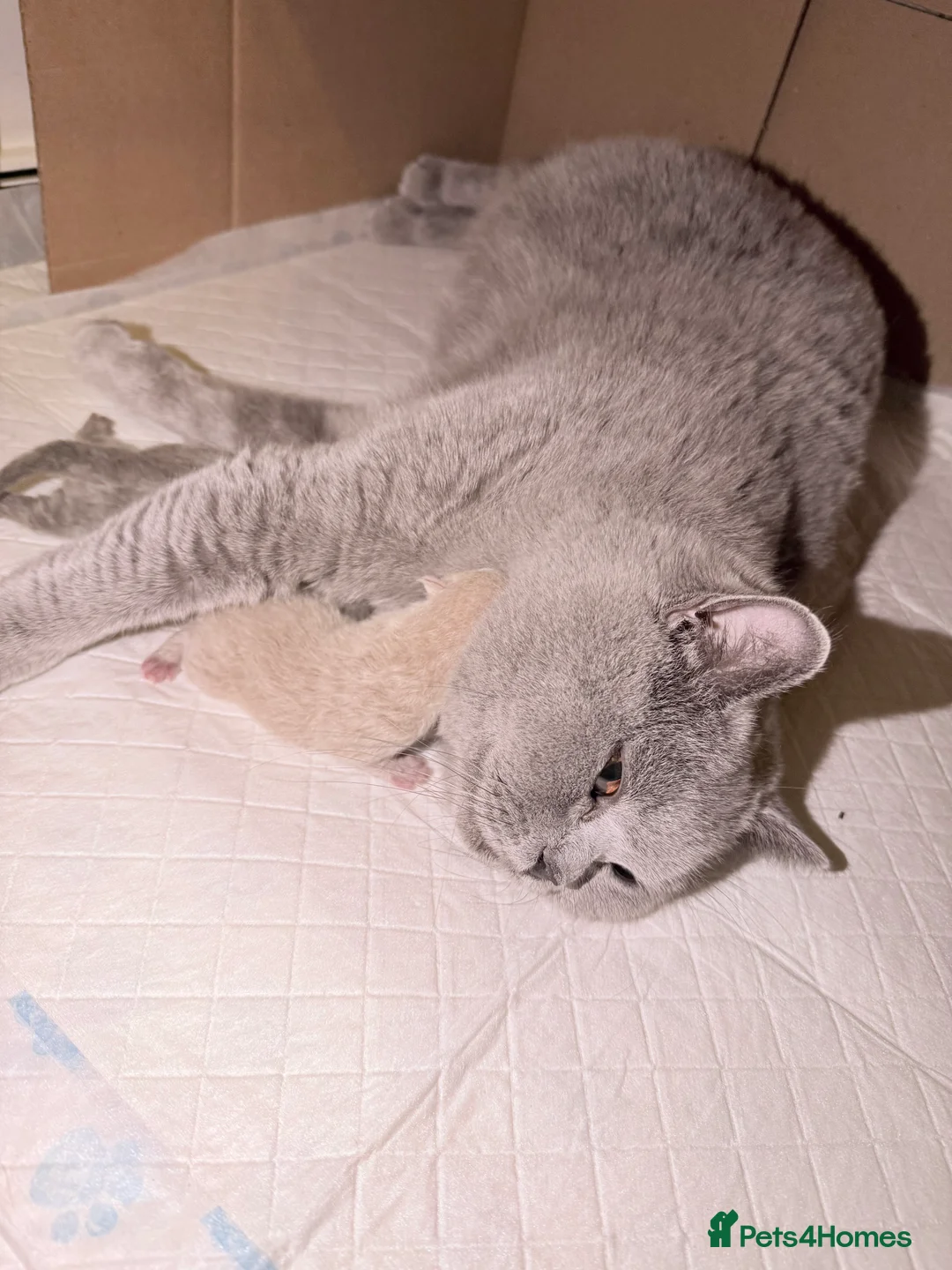 British Shorthair cats for sale: 2x 100% Pure Pedigree Champion line Bsh Kittens - Advert 13