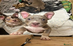 American Bully dogs for sale: Pocket Bully Litter - Advert 15