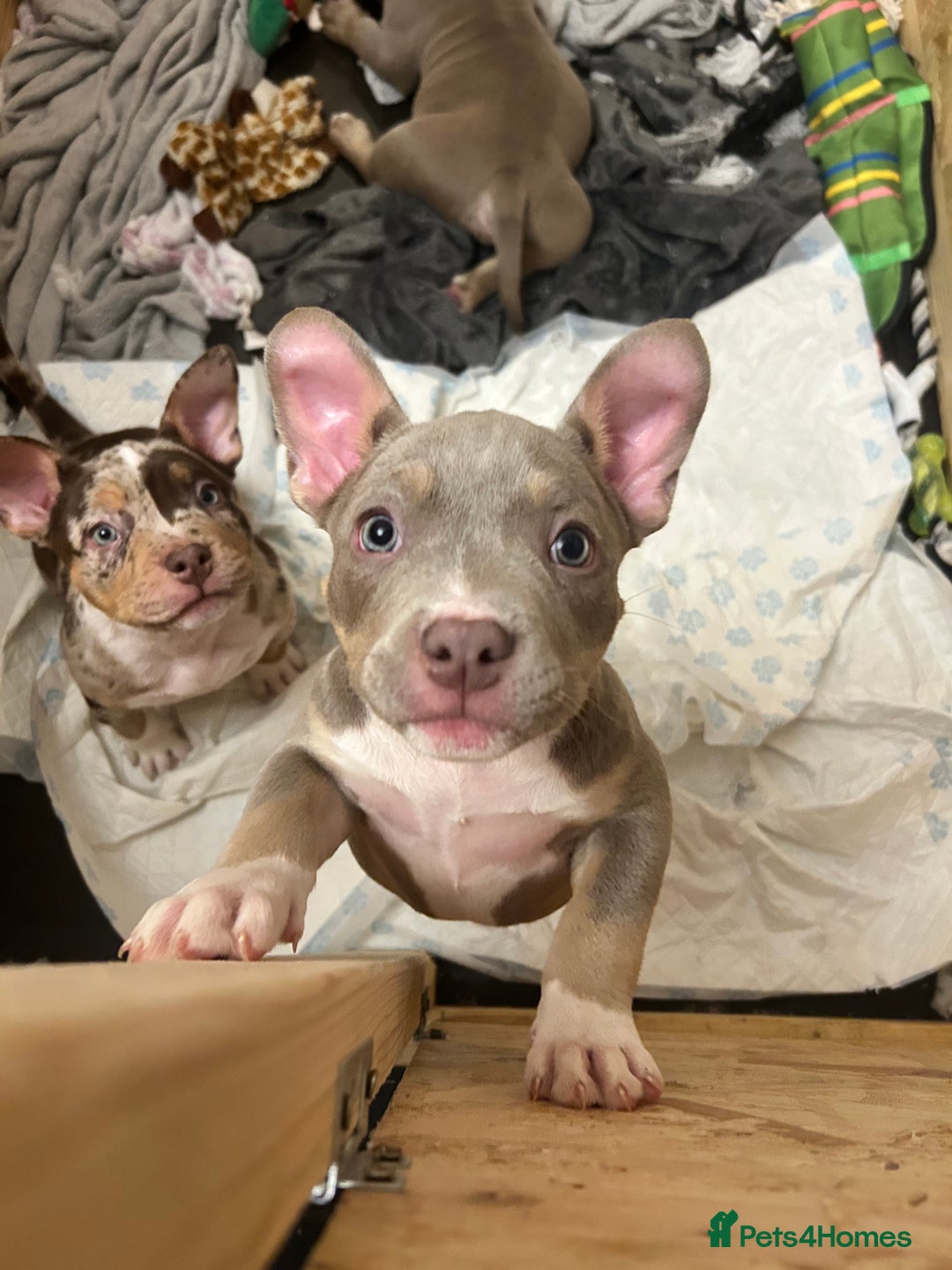 American Bully dogs for sale: Pocket Bully Litter - Advert 15