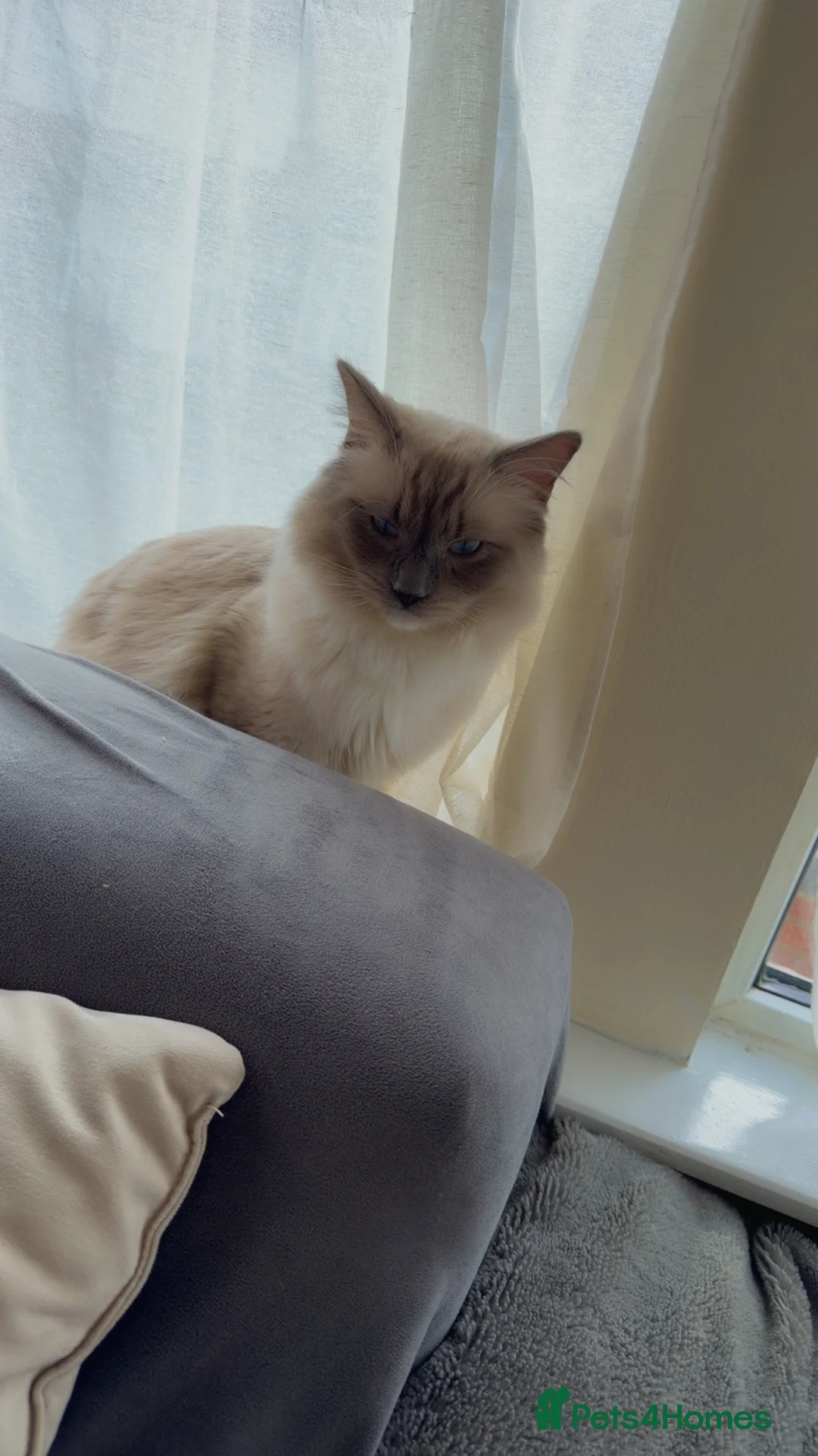 Ragdoll cats for sale: Beautiful 1-Year-Old Male Ragdoll Cat - Advert 5