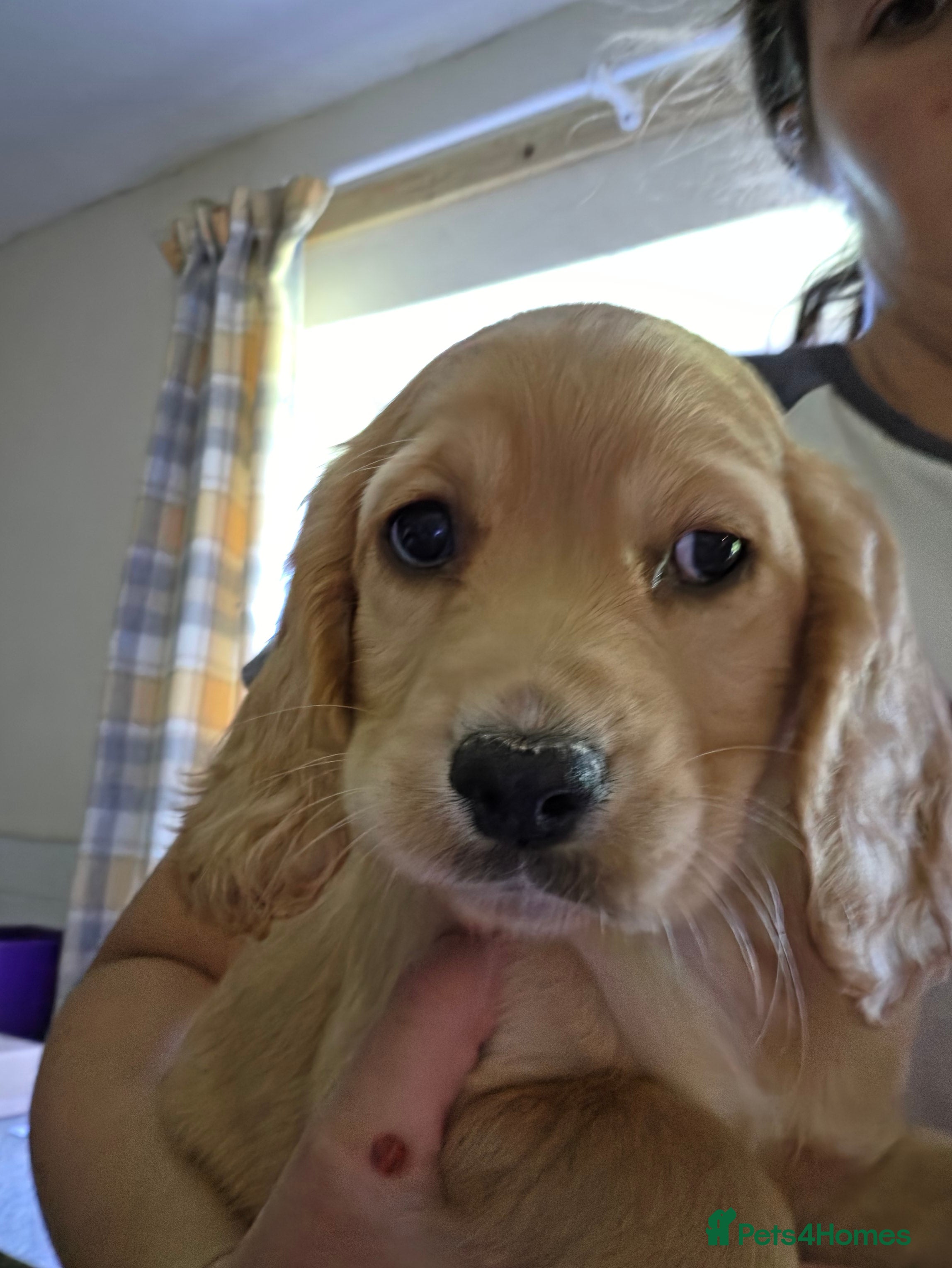 Cocker Spaniel dogs Beautiful working cocker spaniels - Advert 2