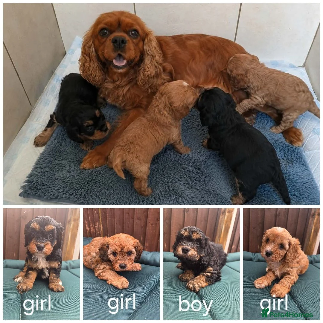 Cavapoo dogs for sale: F1 CAVAPOO PUPPIES - Advert 1