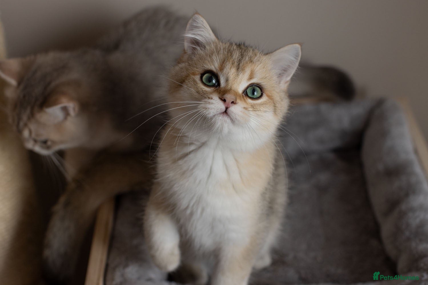 British Shorthair cats Cuddly Golden BSH kittens READY NOW - Advert 7