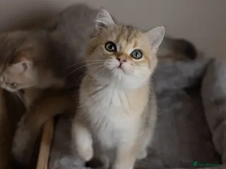 British Shorthair cats Cuddly Golden BSH kittens READY NOW - Advert 7