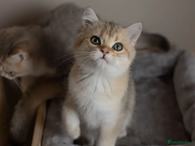 British Shorthair cats Cuddly Golden BSH kittens READY NOW - Advert 5