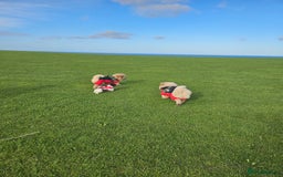 Chow Chow dogs for sale: Outstanding 3 beautiful chow pups - Image 12