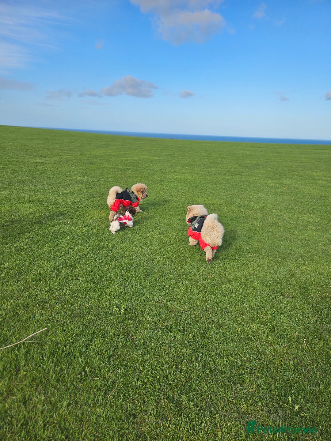 Chow Chow dogs for sale: Outstanding 3 beautiful chow pups - Image 12