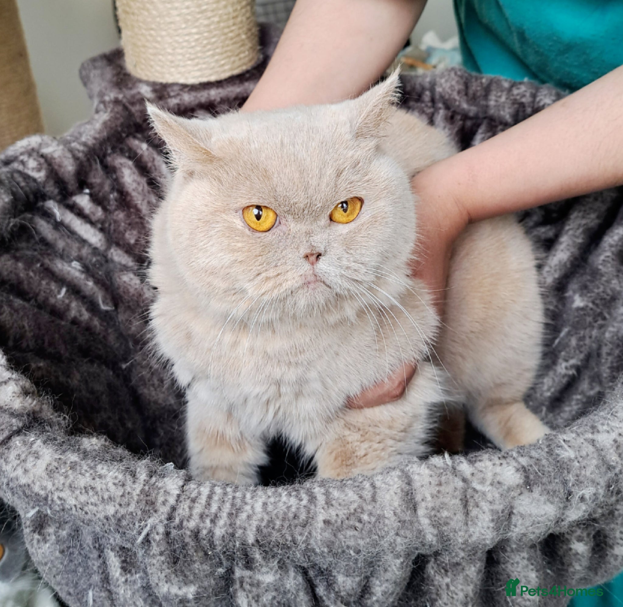 British Shorthair cats British Shorthair Fawn Tortie Female (Spayed) - Advert 14