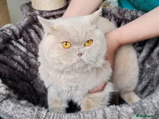 British Shorthair cats British Shorthair Fawn Tortie Female (Spayed) - Advert 14