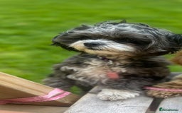 Shihpoo dogs for sale: Gorgeous Shihpoo pups for sale  - Image 2