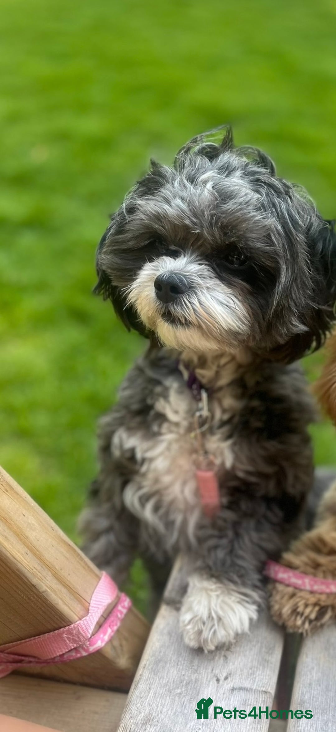 Shihpoo dogs for sale: Gorgeous Shihpoo pups for sale  - Image 2