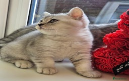 British Shorthair cats for sale: British shothair kittens  - Image 22
