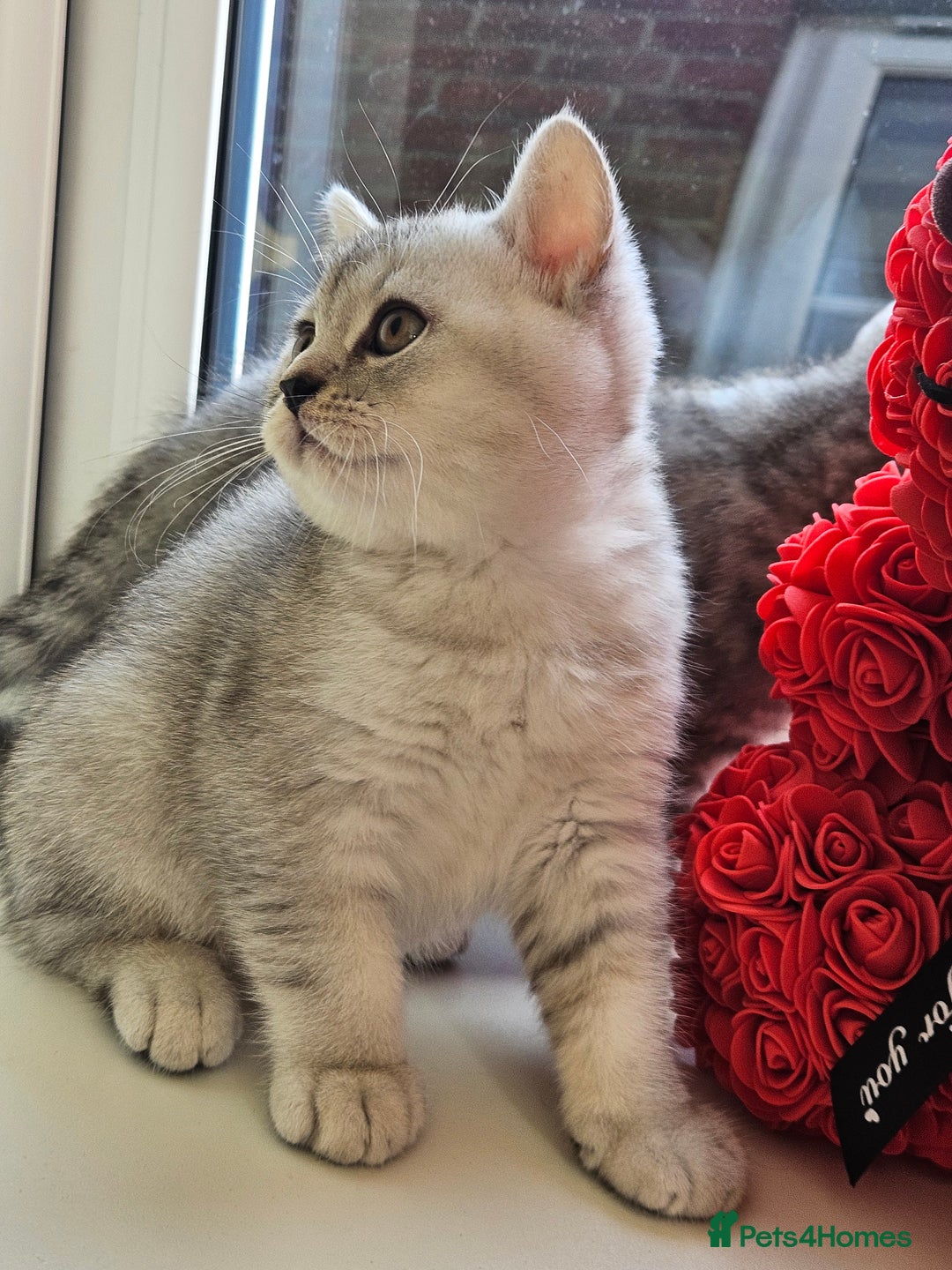British Shorthair cats for sale: British shothair kittens  - Image 22