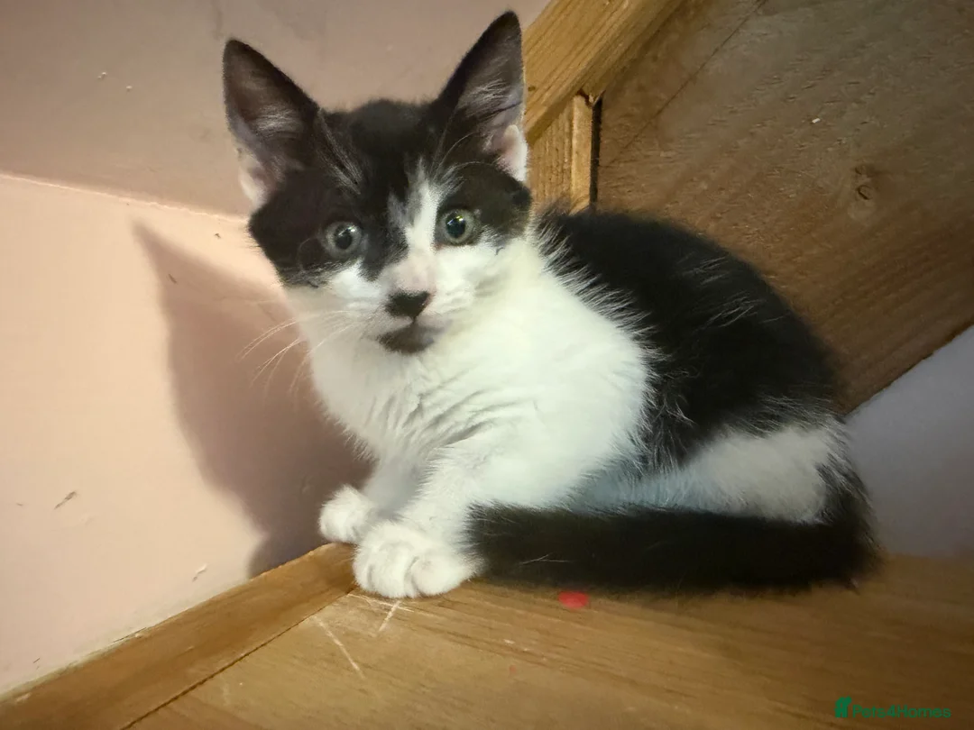 Mixed Breed cats for sale: Beautiful black and white kitten - Advert 8