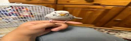 Budgerigars birds for sale: 2 Baby Budgies in London - Advert 2