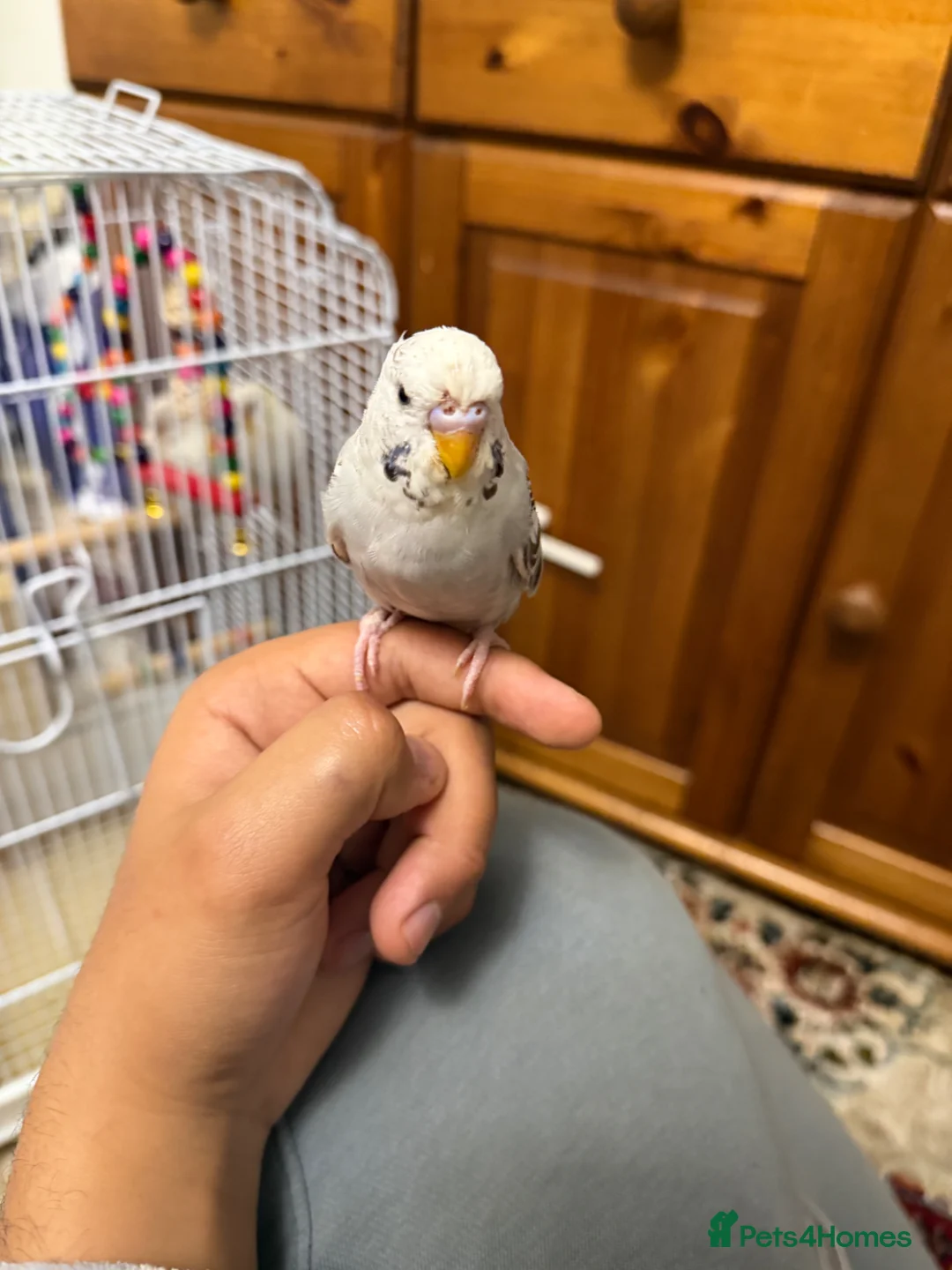 Budgerigars birds for sale: 2 Baby Budgies in London - Advert 2