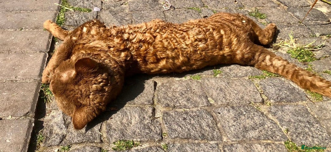 Devon Rex cats for sale: Adult champions Active registered GCCF - Advert 8