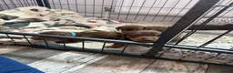 Miniature Dachshund dogs for sale: Stunning Mini Dachshund puppies for sale - Advert 28