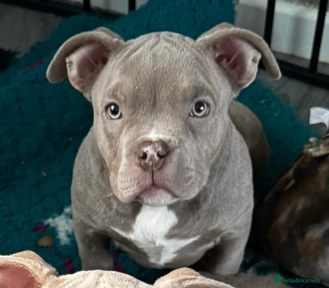 American Bully dogs for sale: Micro bully ABKC registered, last girl  - Advert 1