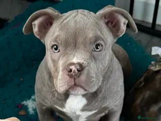 American Bully dogs Stunning pocket bully pups ABKC registered - Advert 18