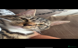 British Longhair cats for sale: Cat needs new home - Image 3