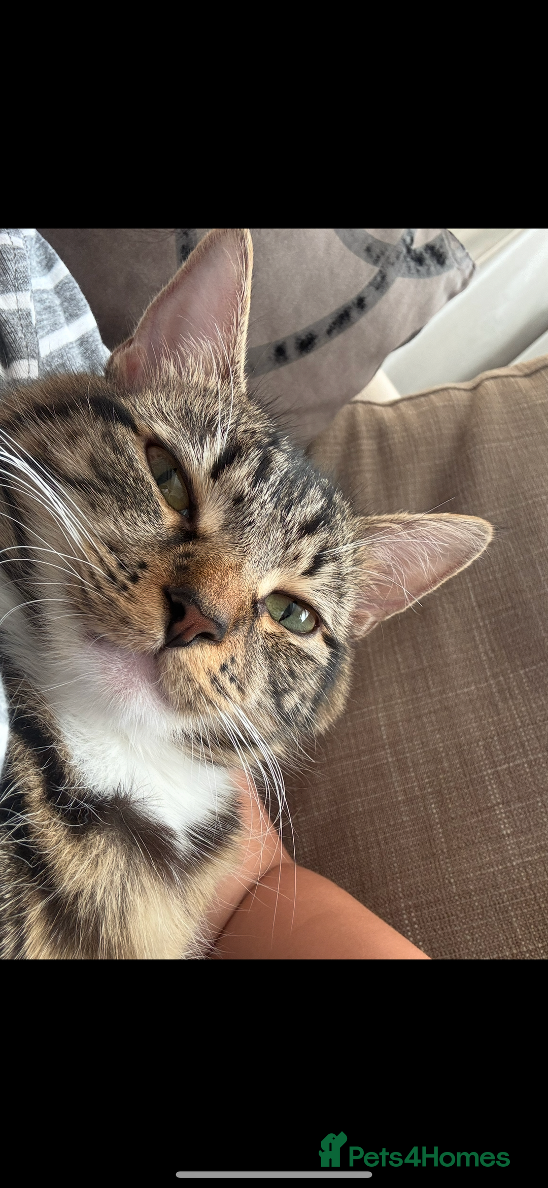 British Longhair cats for sale: Cat needs new home - Image 3