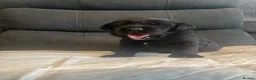 Labrador Retriever dogs for sale: Ready now! Female black Labrador - Advert 19