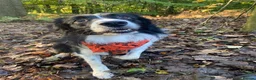 Border Collie dogs for stud: Proven Border Collie mix for stud  - Advert 2