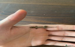 Gecko reptiles for sale: Mourning geckos (+ FREE PLANT CUTTING)   - Image 3