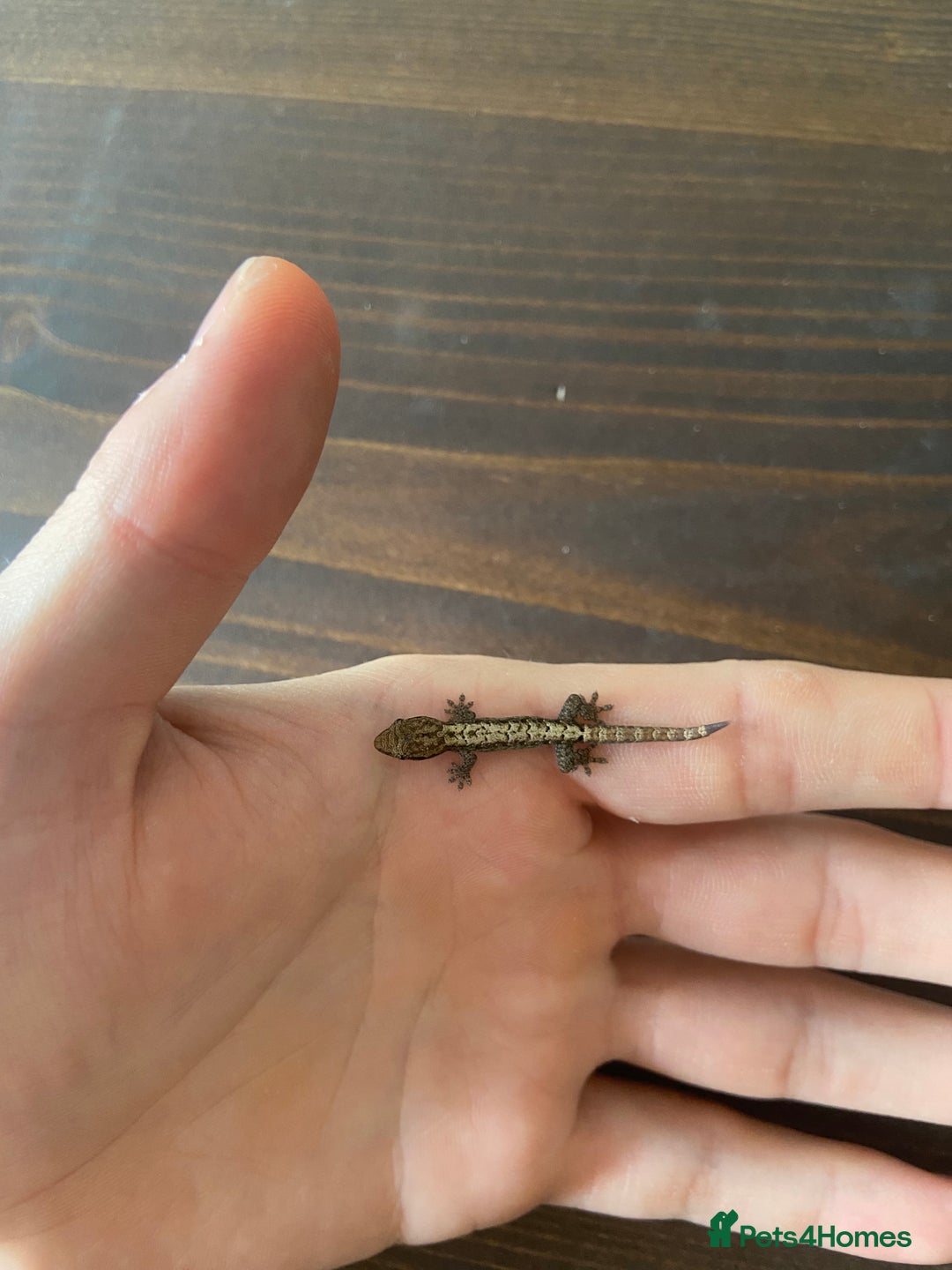 Gecko reptiles for sale: Mourning geckos (+ FREE PLANT CUTTING)   - Image 3