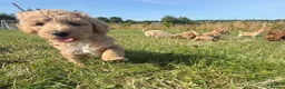 Cockapoo dogs for sale: Small F1b COCKAPOO Puppies (mini c/poo x toy poodl - Advert 5
