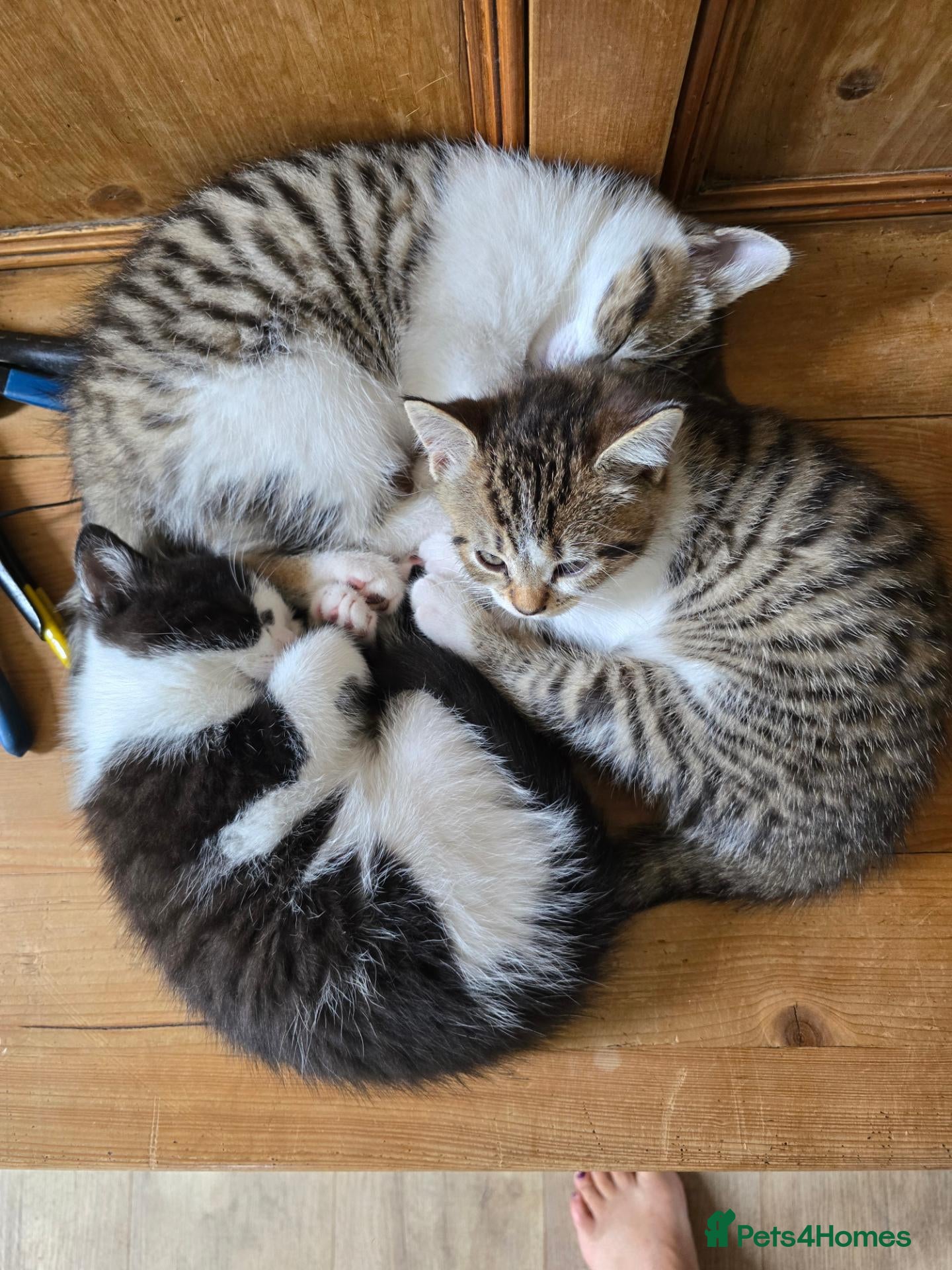 British Shorthair cats 1 Male kitten avaible - Advert 1