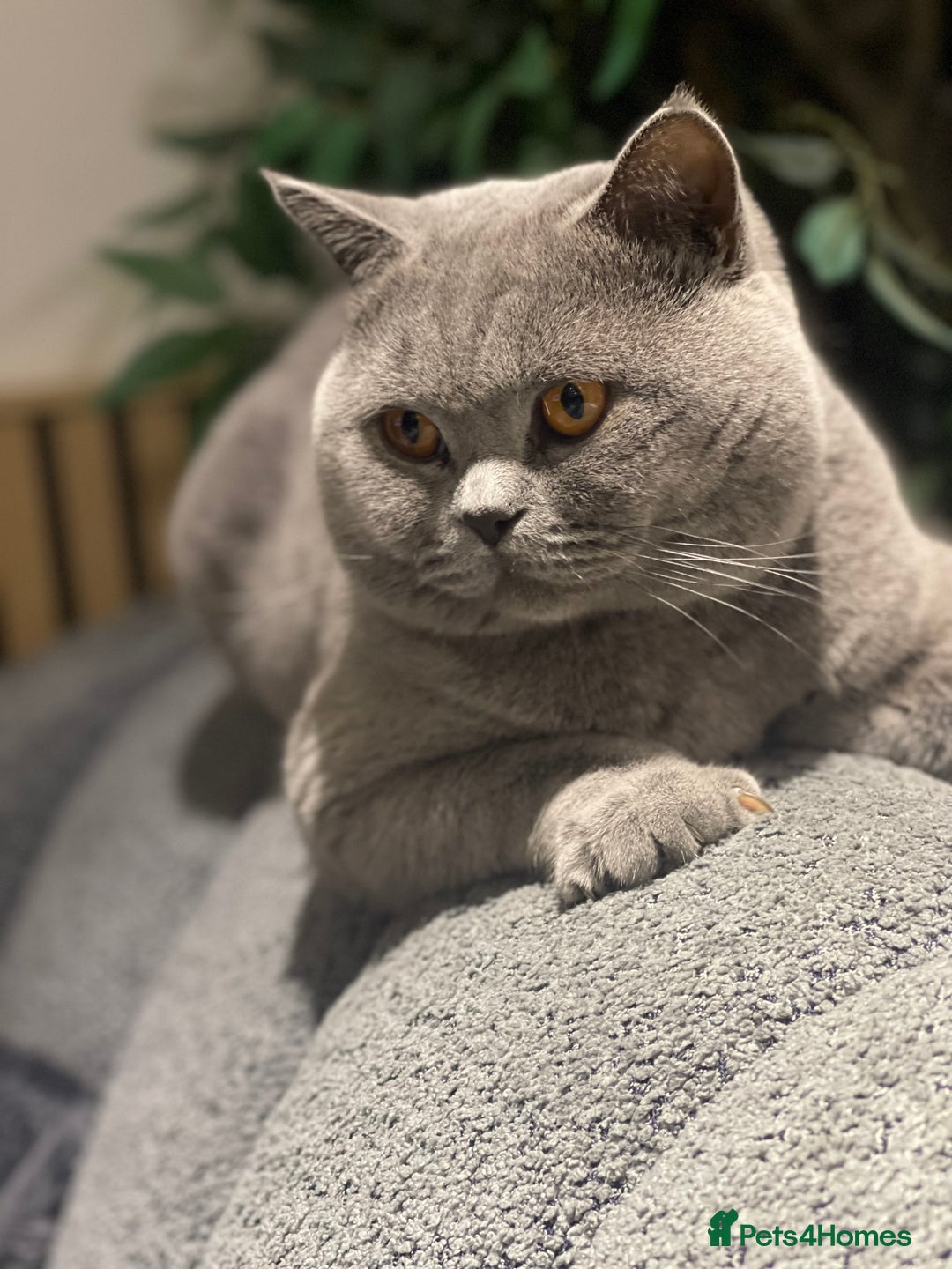 British Shorthair cats for stud: STUNNING GCCF REGISTERED PROVEN STUD - Advert 9