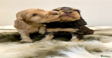 Cocker Spaniel dogs - Advert 6