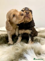 Cocker Spaniel dogs - Advert 16