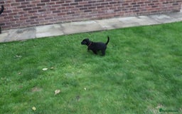 Labrador Retriever dogs for sale: 1 Black Labrador bitch left ready to go now  - Image 20