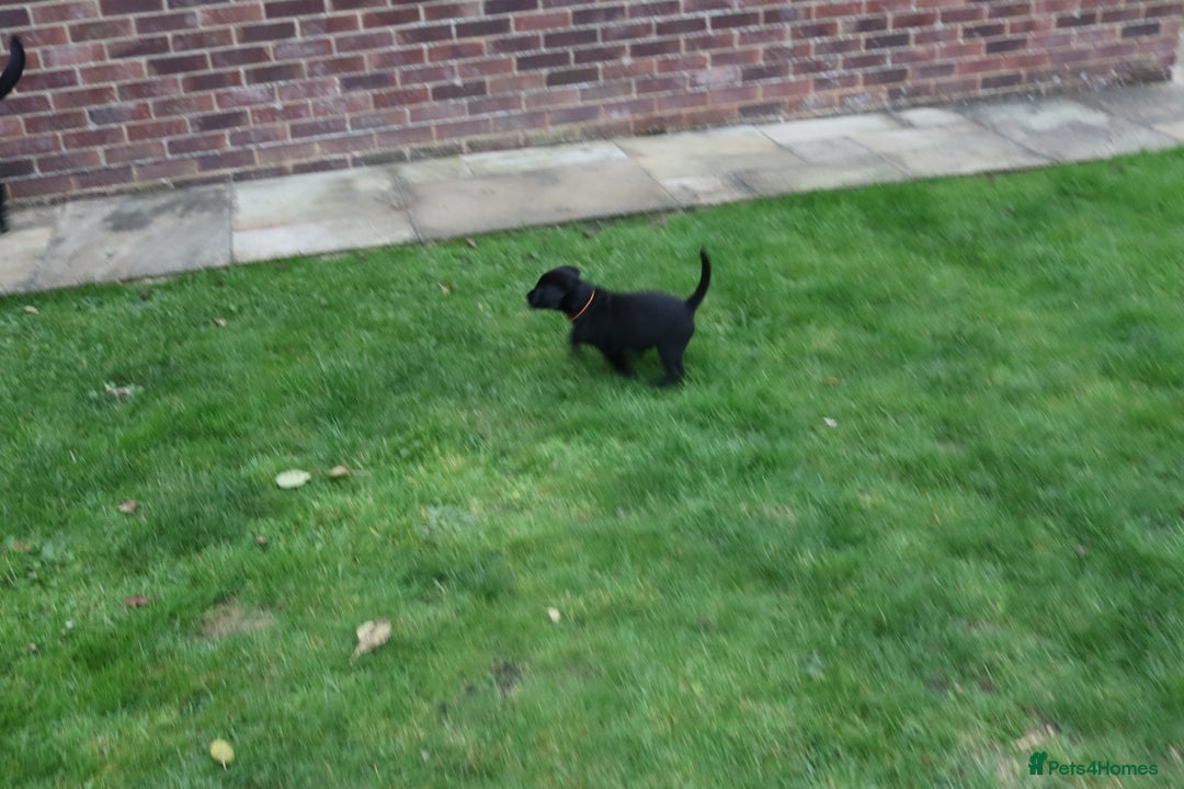 Labrador Retriever dogs for sale: 1 Black Labrador bitch left ready to go now  - Image 20