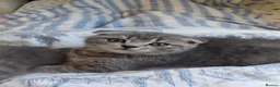 Scottish Fold cats for sale: 5 Pedigree Beautiful Loving Scottish Folds  - Advert 24