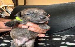 Mixed Breed dogs for sale: American bulldog staffy 🏡 - Image 11