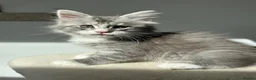 Maine Coon cats for sale: STUNNING HIGH SILVER BOY last remaining ✨ - Advert 1