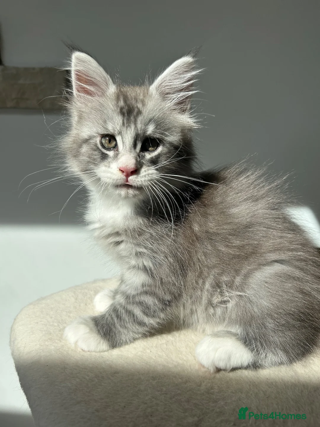 Maine Coon cats for sale: STUNNING HIGH SILVER BOY last remaining ✨ - Advert 1