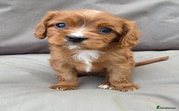 Cavapoo dogs for sale: Beautiful f1b cavapoo puppies  - Image 11