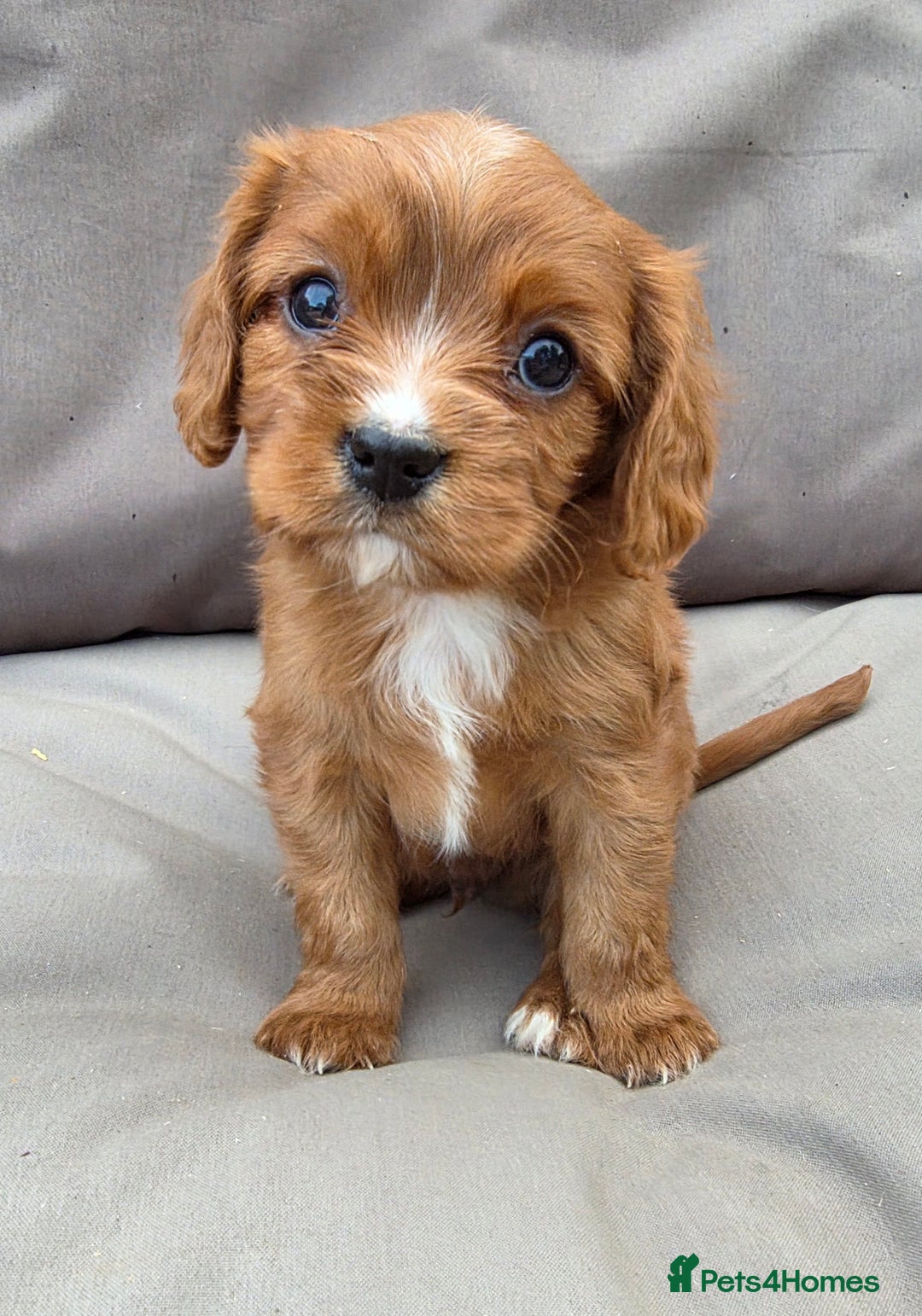 Cavapoo dogs for sale: Beautiful f1b cavapoo puppies  - Image 11